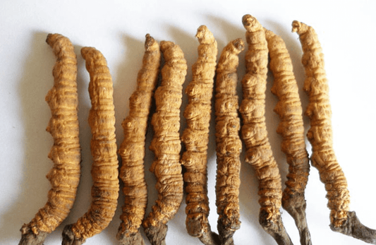 Il Cordyceps Sinensis: un alleato naturale per migliorare la tua vita